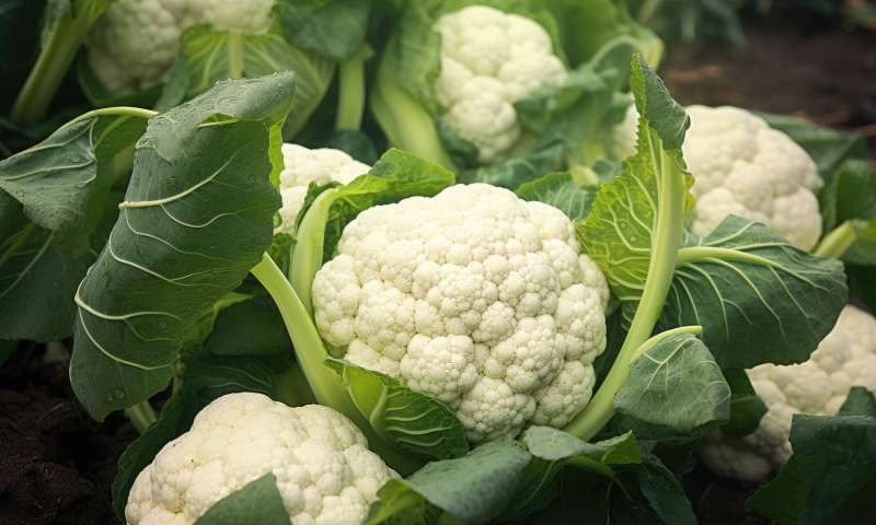vegetable of the month cauliflower