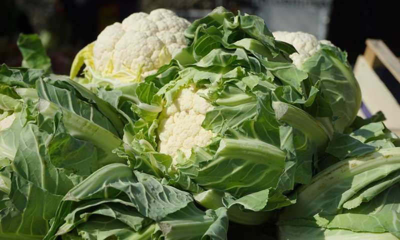 Cauliflower Vegetable of the month June