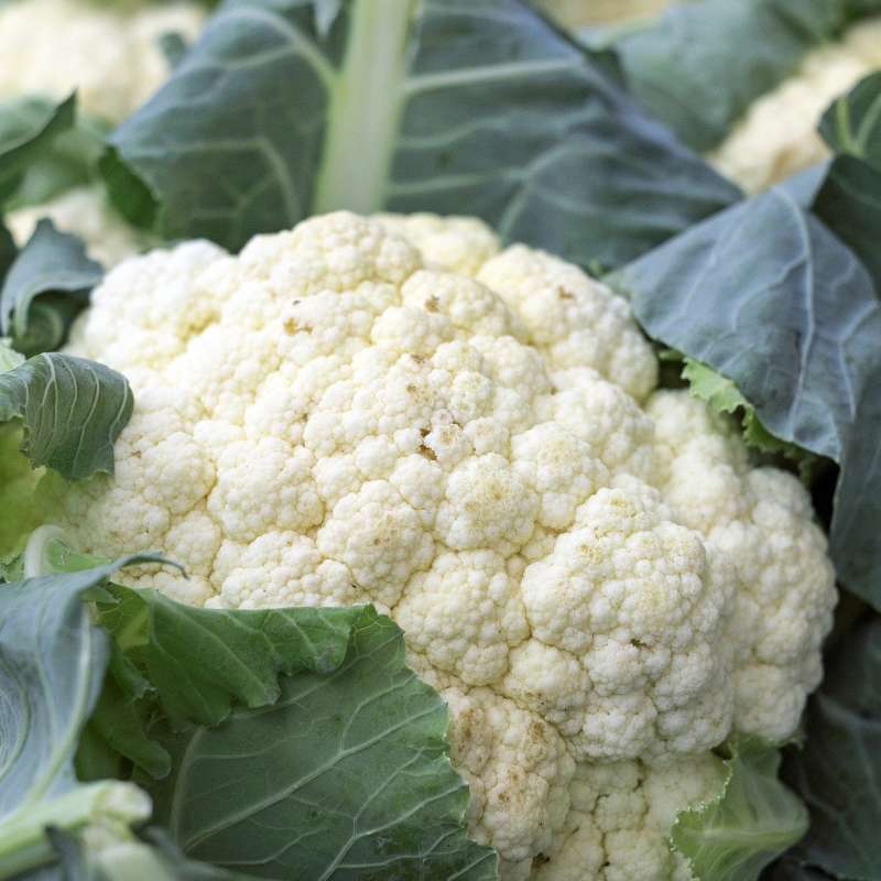 Cauliflower vegetable of the month june