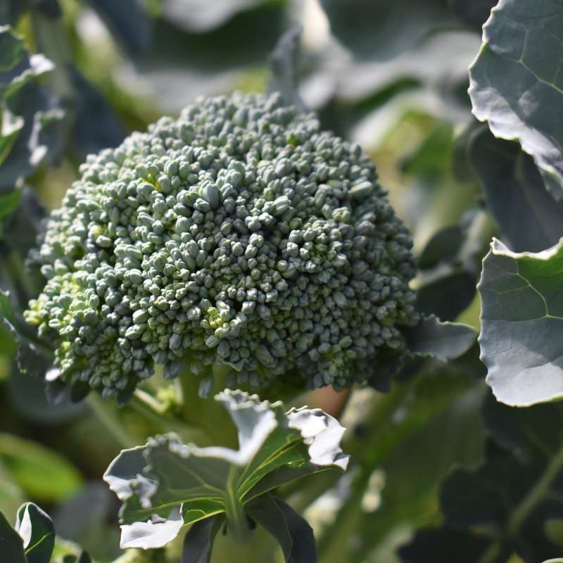 Brokkoli - Gemüse des Monats August